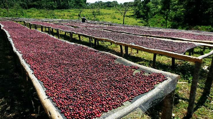 Coffee Farm