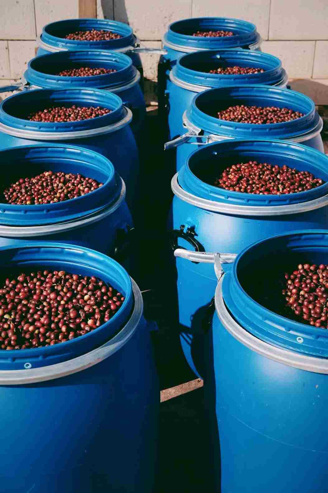 Coffee Processing