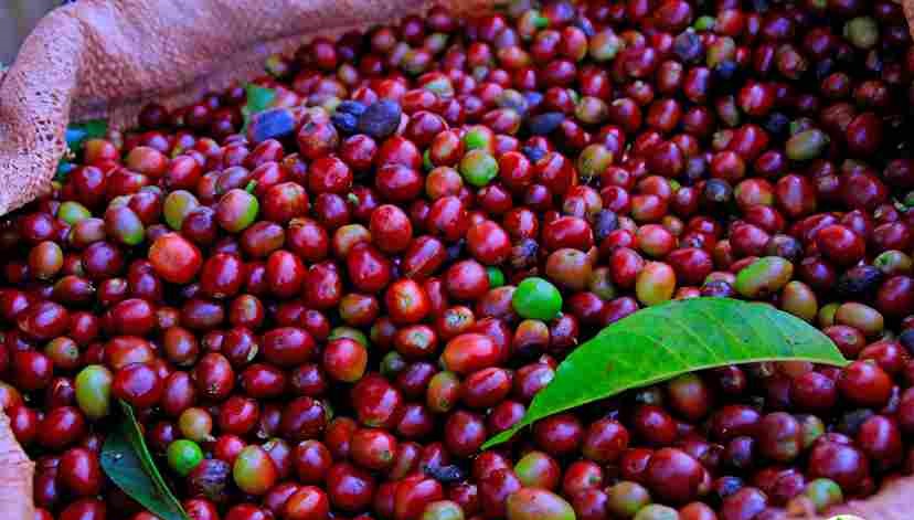 Specialty Blends