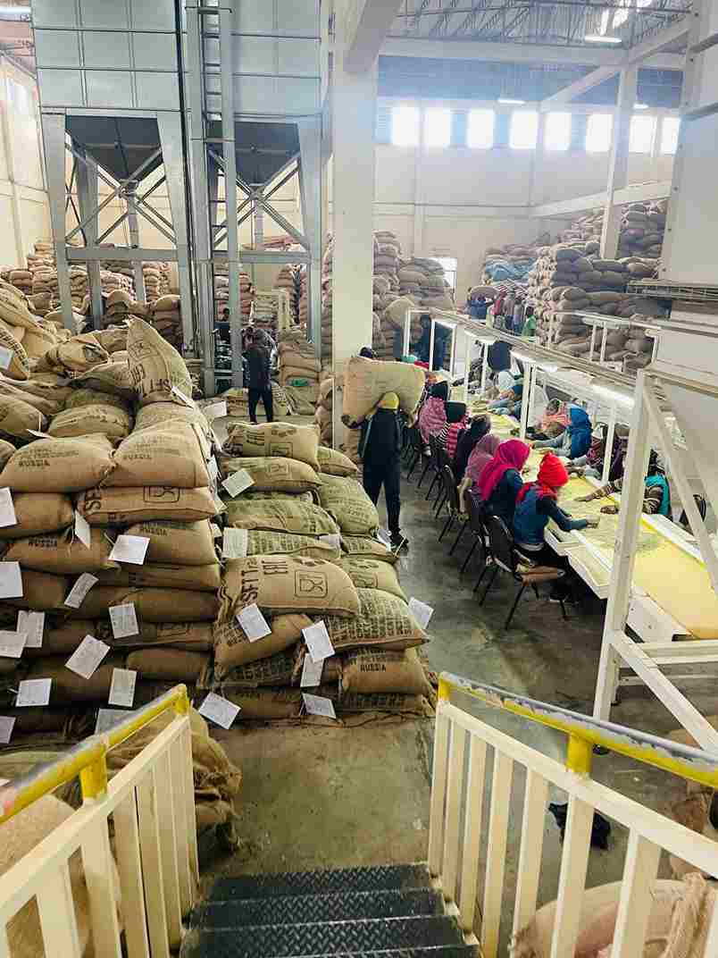 Coffee Processing